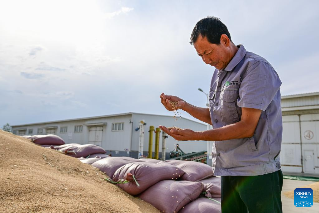 Major wheat production area in China's Xinjiang greets harvest season