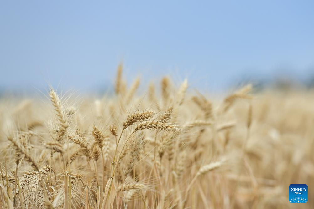 Major wheat production area in China's Xinjiang greets harvest season