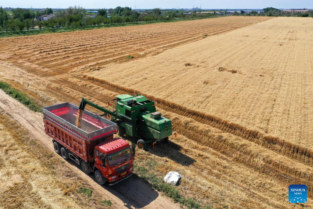 Major wheat production area in China's Xinjiang greets harvest season