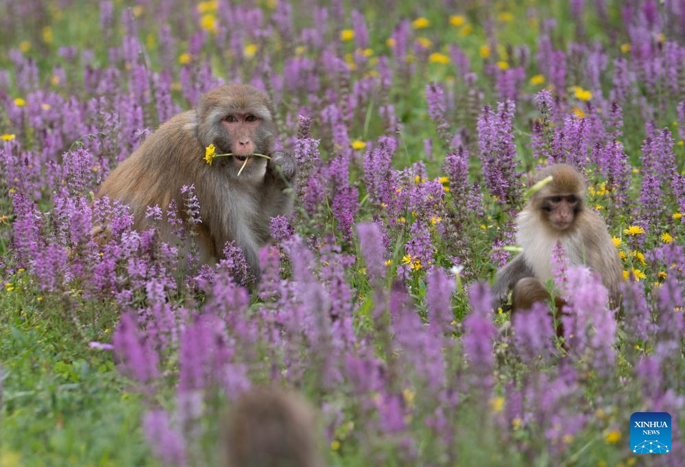 Tibetan macaques forage near national highway in Sertar County, SW China