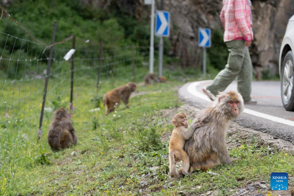 Tibetan macaques forage near national highway in Sertar County, SW China