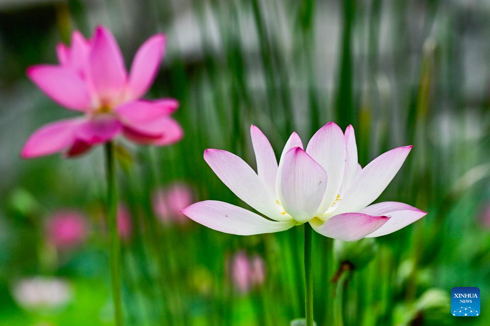 In pics: blooming lotus flowers across China