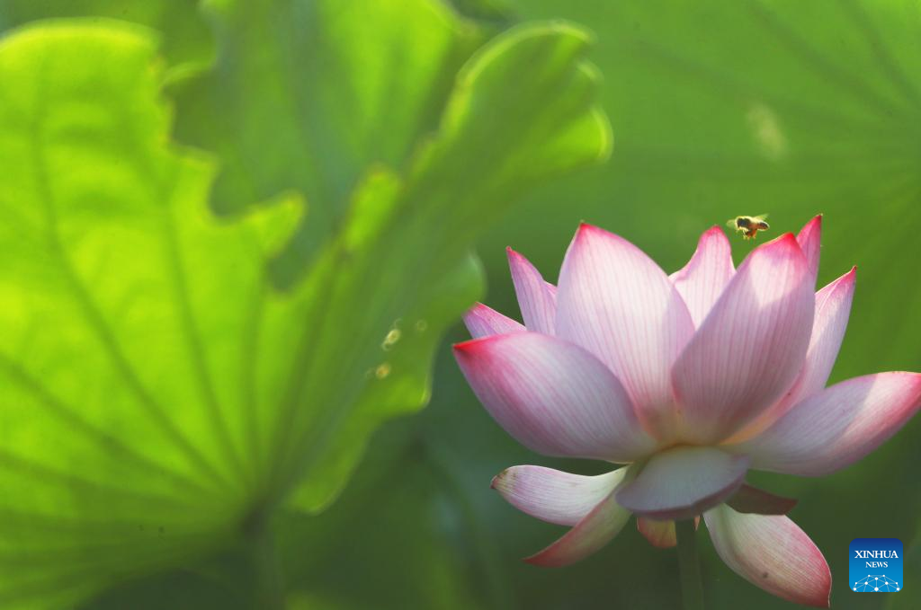 In pics: blooming lotus flowers across China