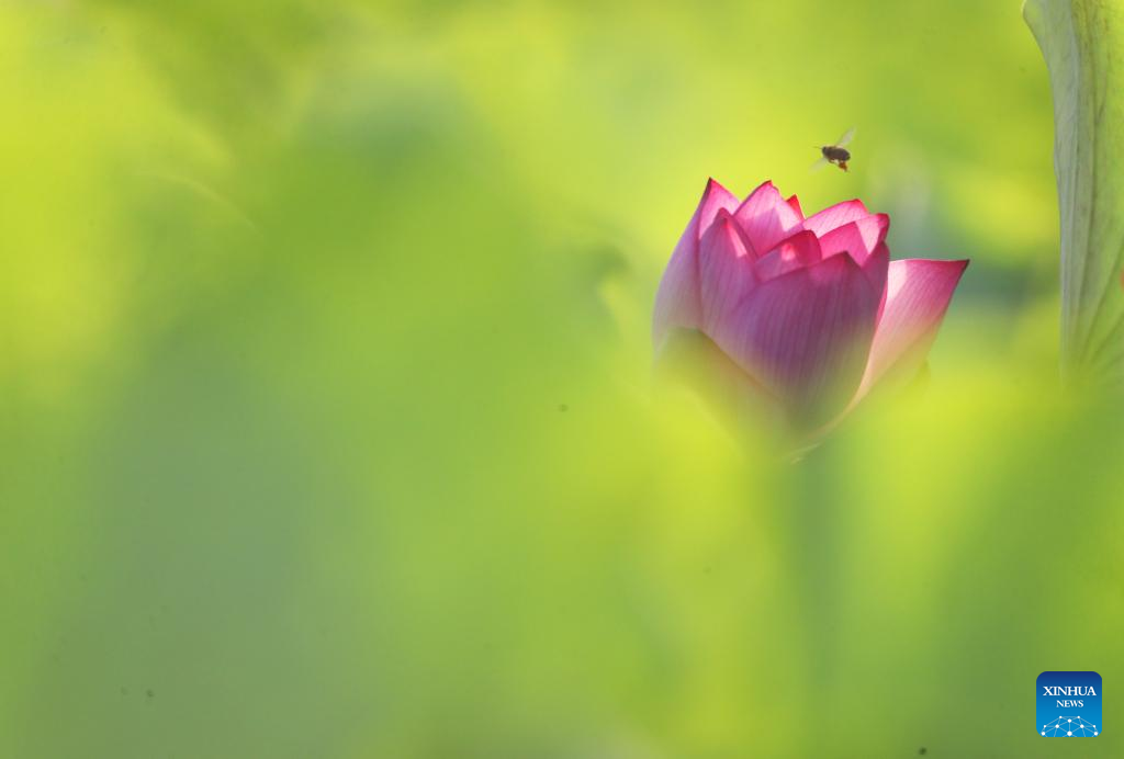 In pics: blooming lotus flowers across China