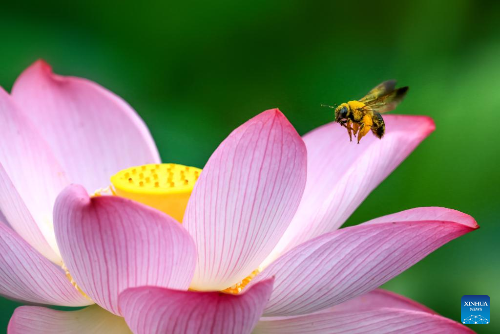 In pics: blooming lotus flowers across China