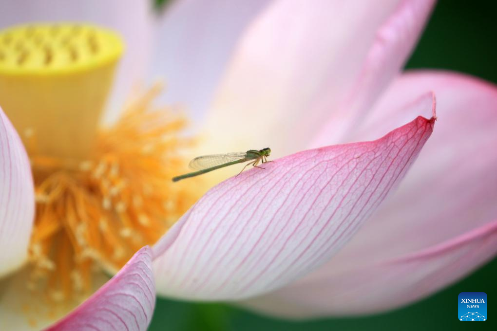 In pics: blooming lotus flowers across China