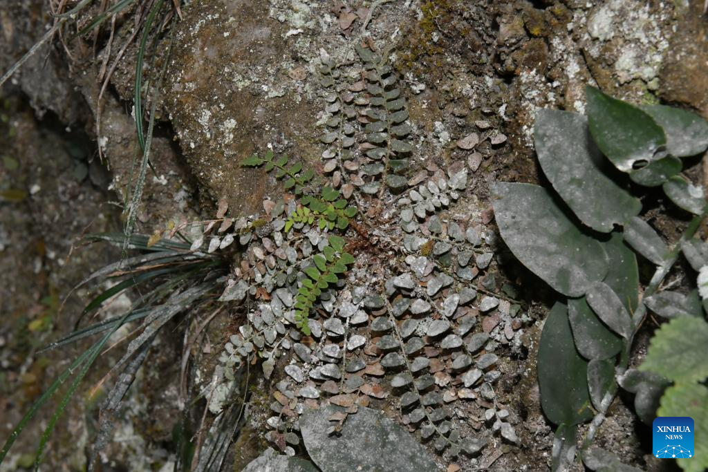 New plant species found in south China