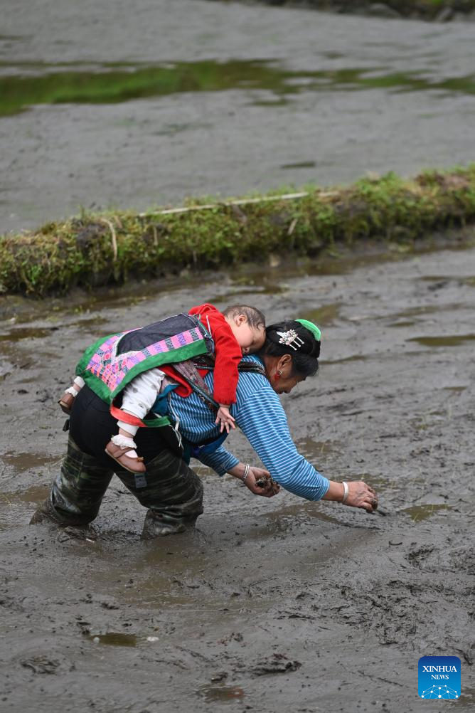 Miao ethnic group hamlet in China promotes rural vitalization for further development