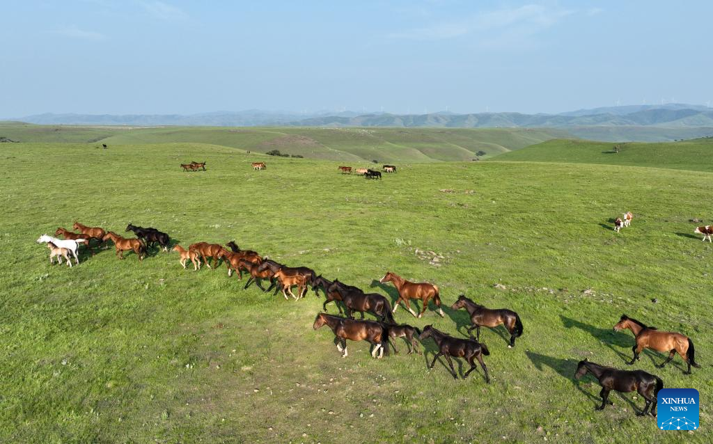 Scenery of Ulan Mod grassland in Inner Mongolia