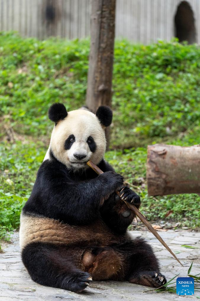 Special event held to celebrate birthdays of giant pandas in Sichuan