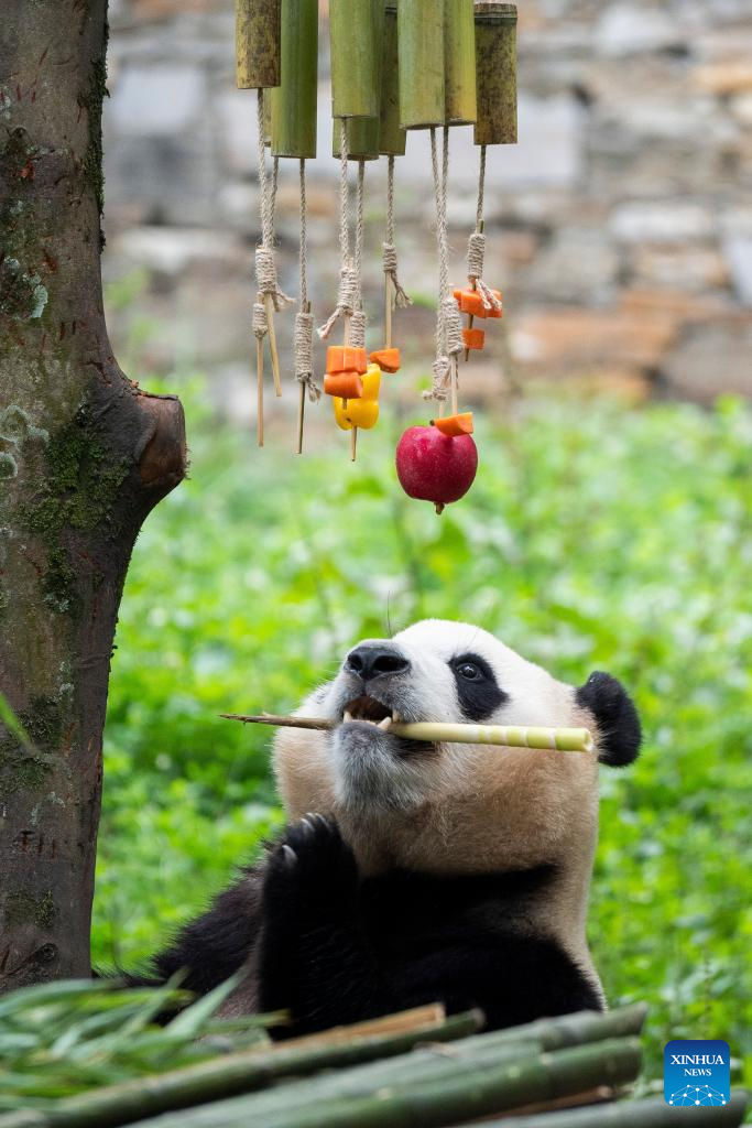 Special event held to celebrate birthdays of giant pandas in Sichuan