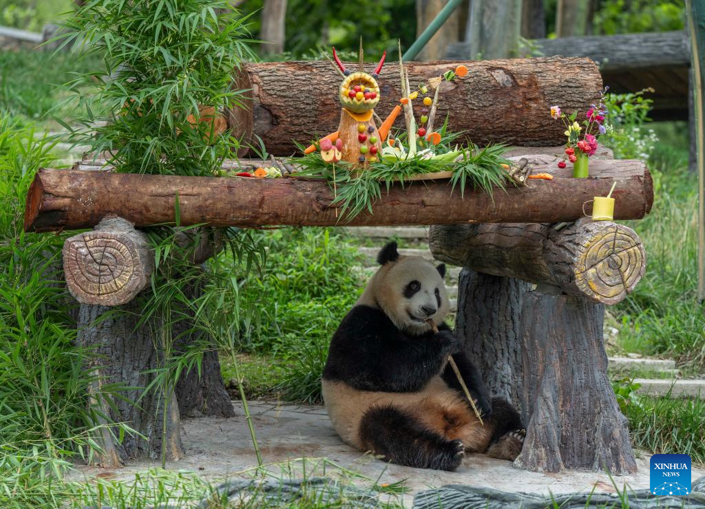 Special event held to celebrate birthdays of giant pandas in Sichuan