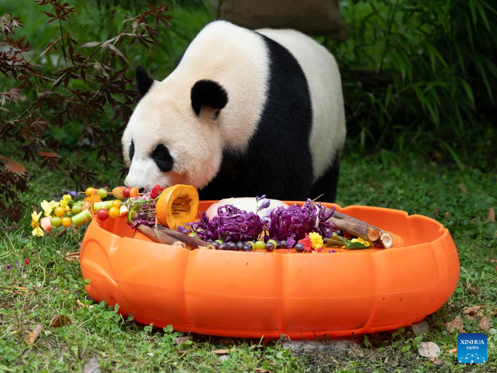 Special event held to celebrate birthdays of giant pandas in Sichuan