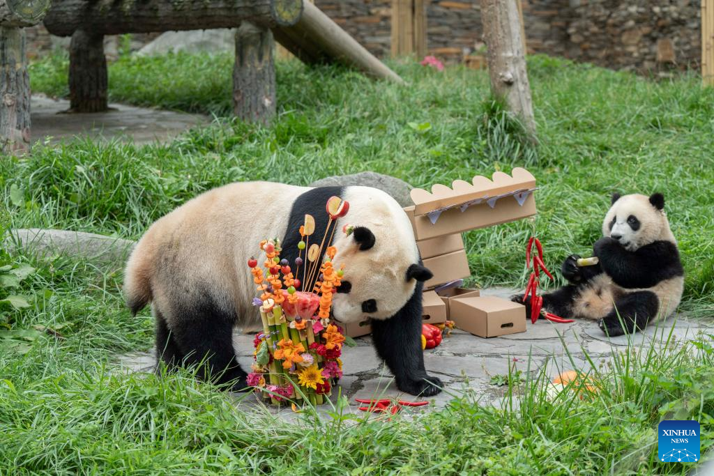 Special event held to celebrate birthdays of giant pandas in Sichuan