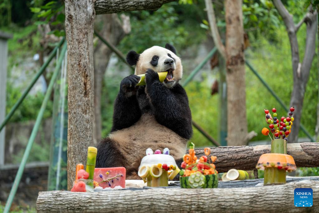 Special event held to celebrate birthdays of giant pandas in Sichuan