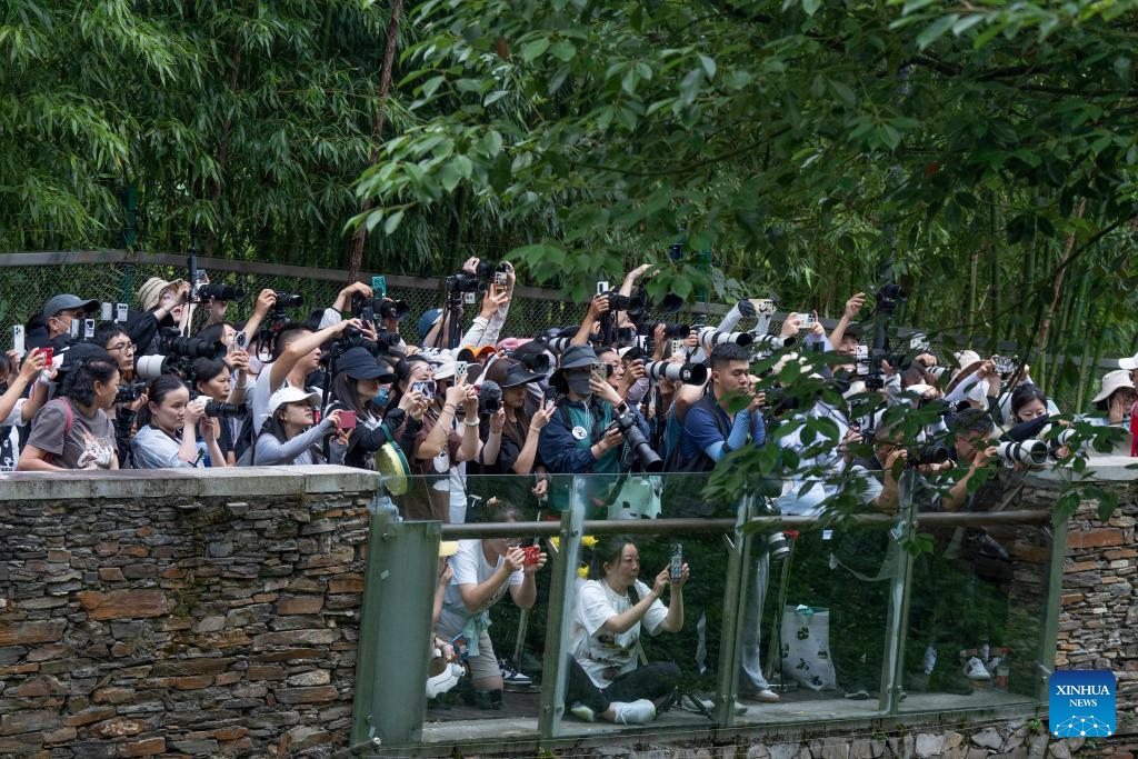 Special event held to celebrate birthdays of giant pandas in Sichuan