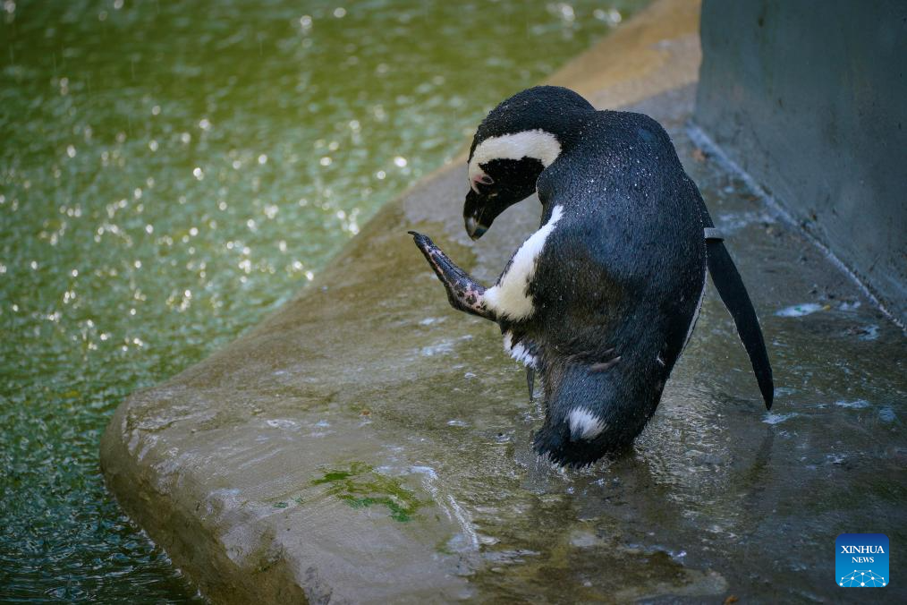 Animals pictured amid heatwave at Warsaw Zoo in Poland