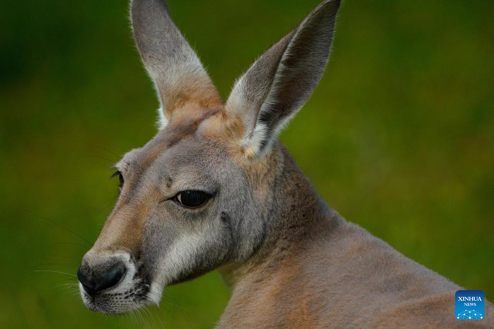 Animals pictured amid heatwave at Warsaw Zoo in Poland