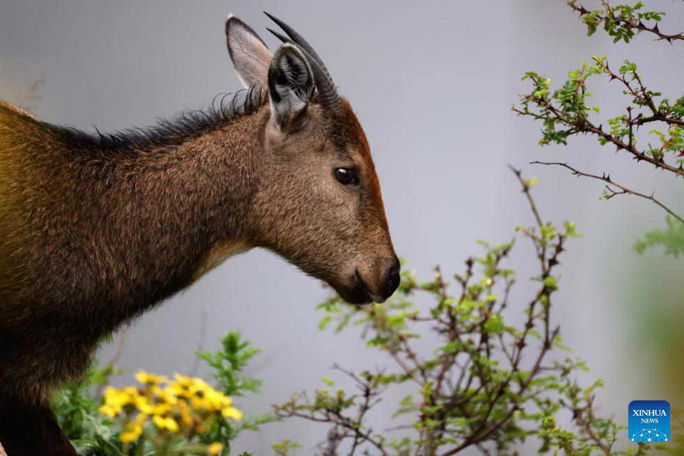 Himalayan monals, gorals spotted due to ecological protection in China's Xizang