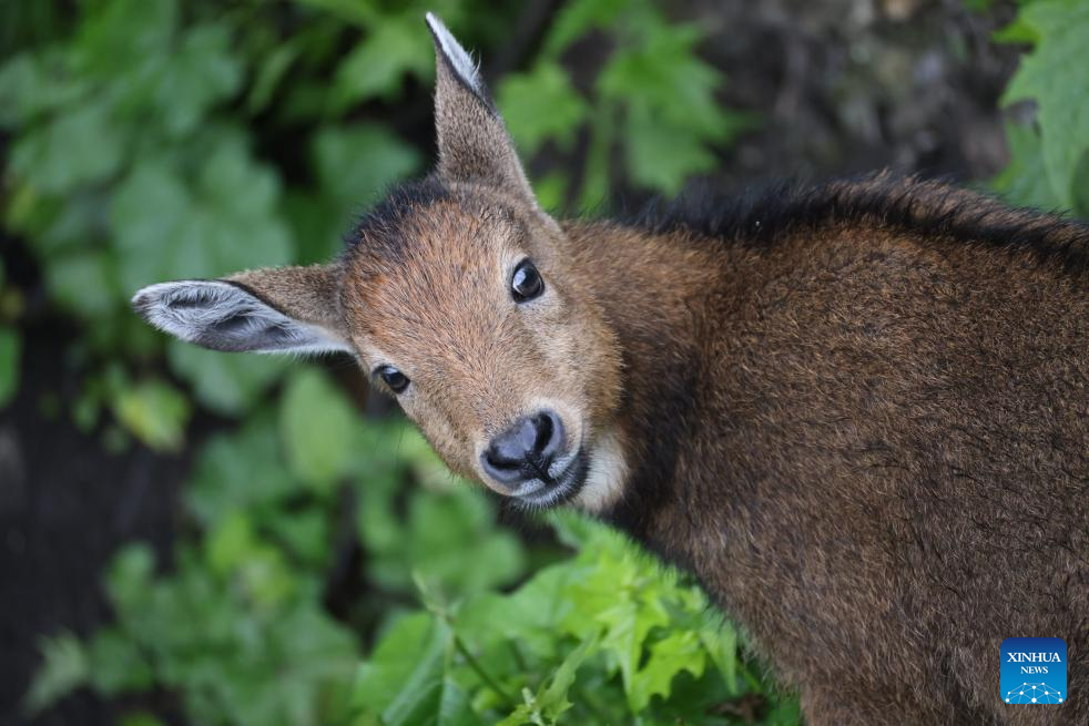 Himalayan monals, gorals spotted due to ecological protection in China's Xizang