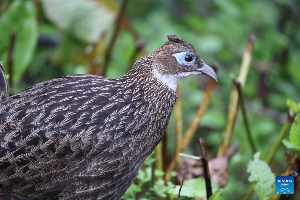 Himalayan monals, gorals spotted due to ecological protection in China's Xizang