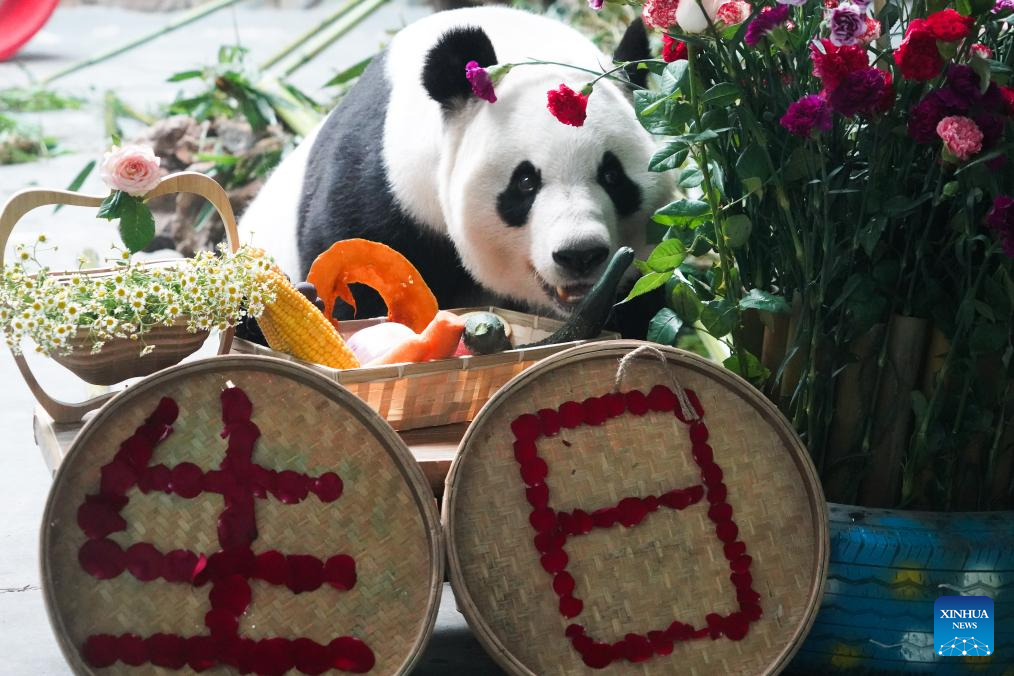 Birthdays of giant pandas Shuangxin, Hexing celebrated in China's Xining