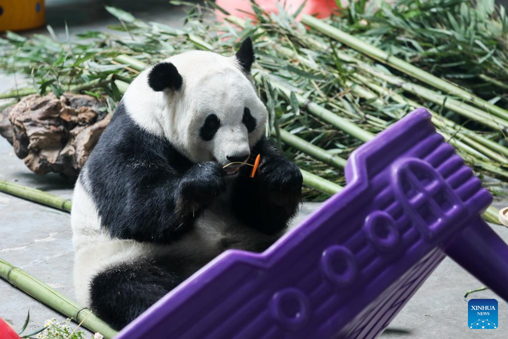 Birthdays of giant pandas Shuangxin, Hexing celebrated in China's Xining