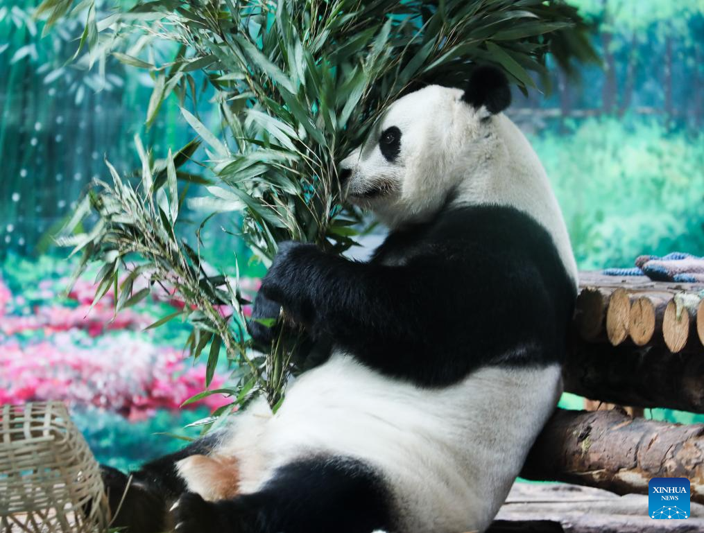 Birthdays of giant pandas Shuangxin, Hexing celebrated in China's Xining