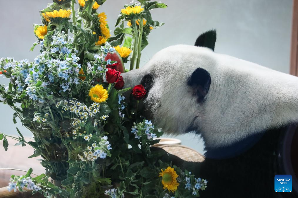 Birthdays of giant pandas Shuangxin, Hexing celebrated in China's Xining