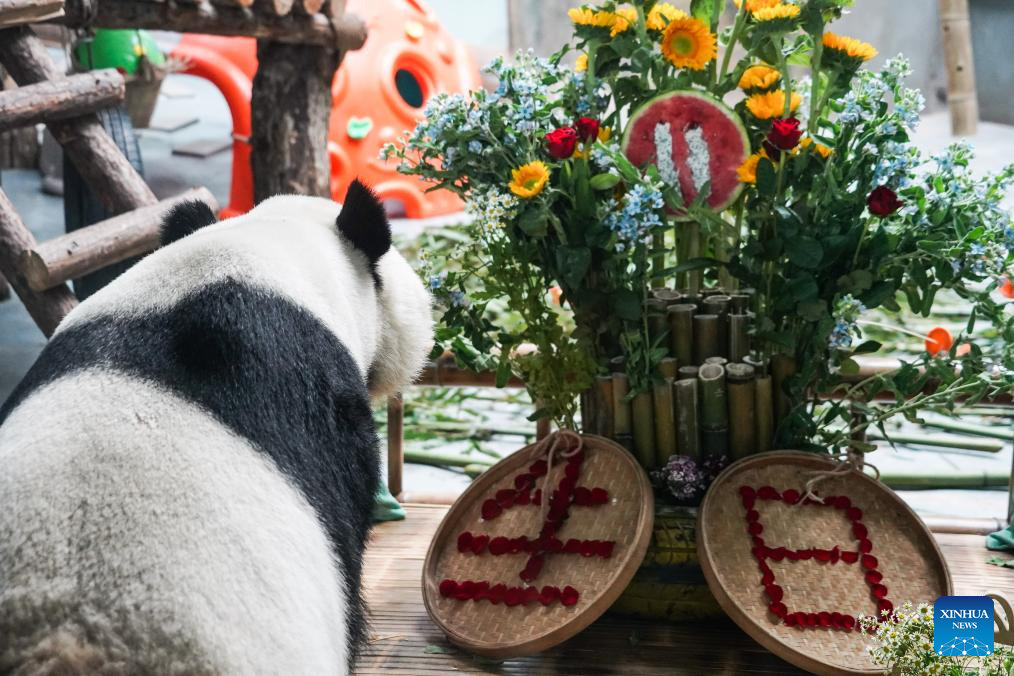 Birthdays of giant pandas Shuangxin, Hexing celebrated in China's Xining