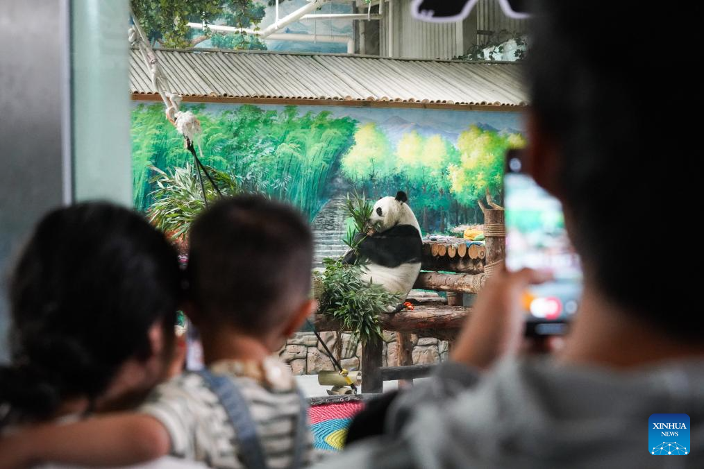 Birthdays of giant pandas Shuangxin, Hexing celebrated in China's Xining