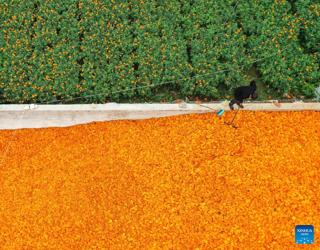 Marigolds in full bloom in Weining County, SW China