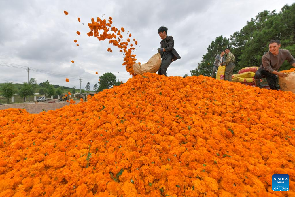 Marigolds in full bloom in Weining County, SW China