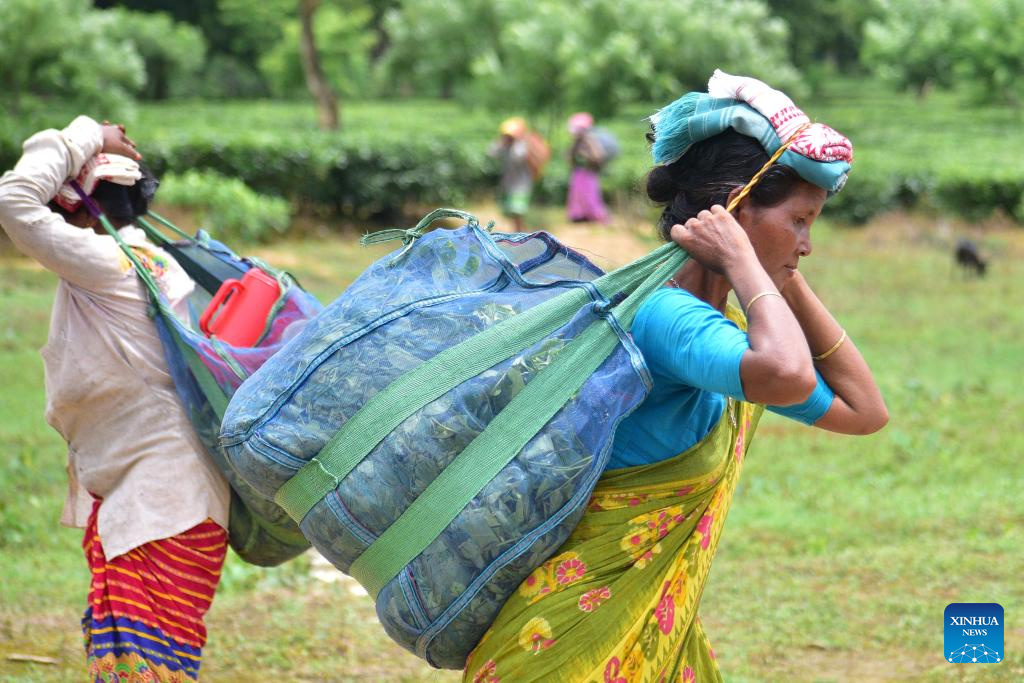 Workers pick tea leaves in India