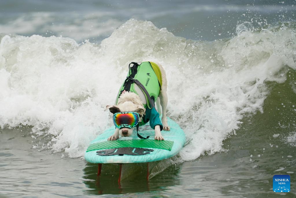 Highlights of Dog surfing championships in California