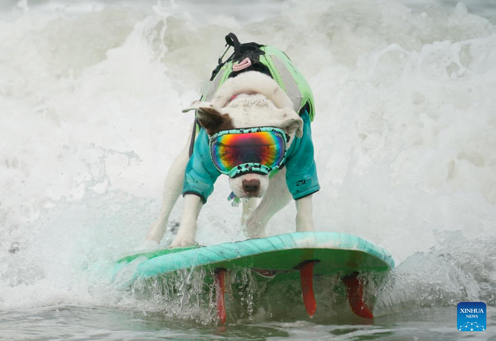 Highlights of Dog surfing championships in California