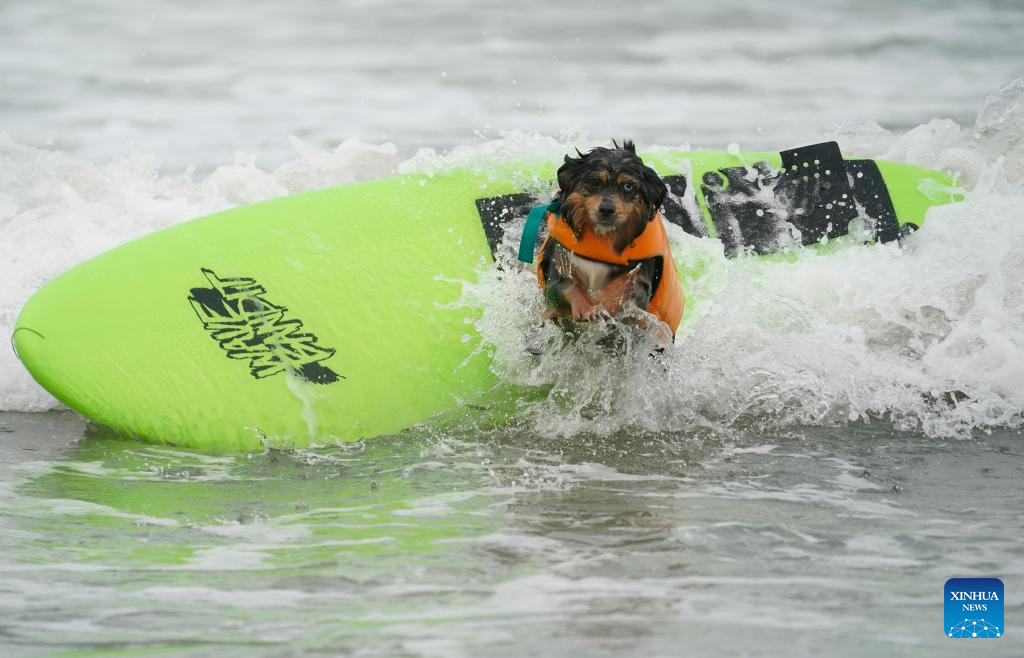 Highlights of Dog surfing championships in California