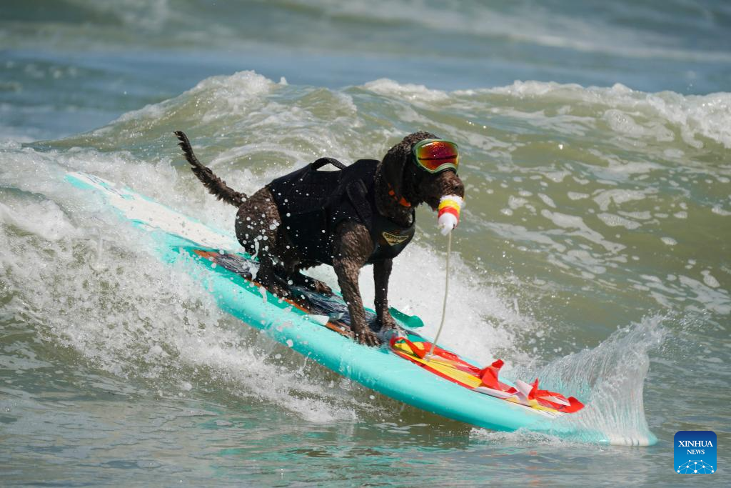 Highlights of Dog surfing championships in California