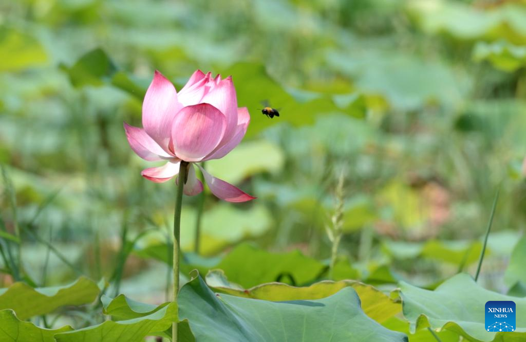 Lotus flowers bloom in ponds across China