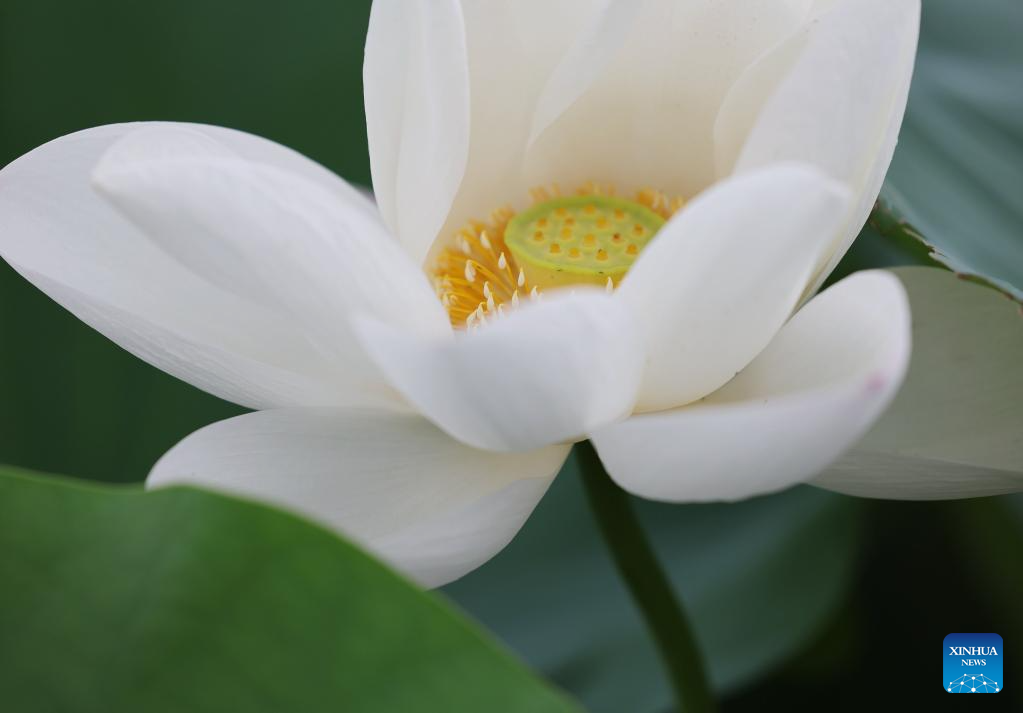 Lotus flowers bloom in ponds across China