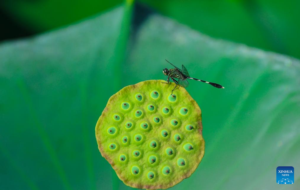 Lotus flowers bloom in ponds across China