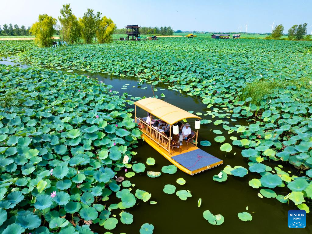 Lotus flowers bloom in ponds across China