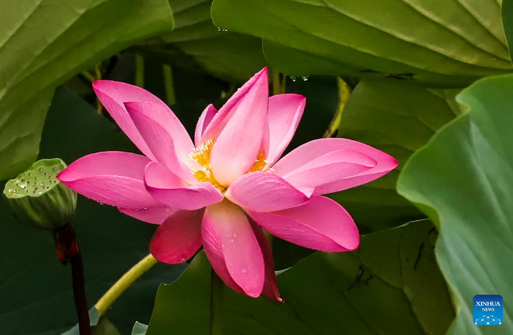 Lotus flowers bloom in ponds across China