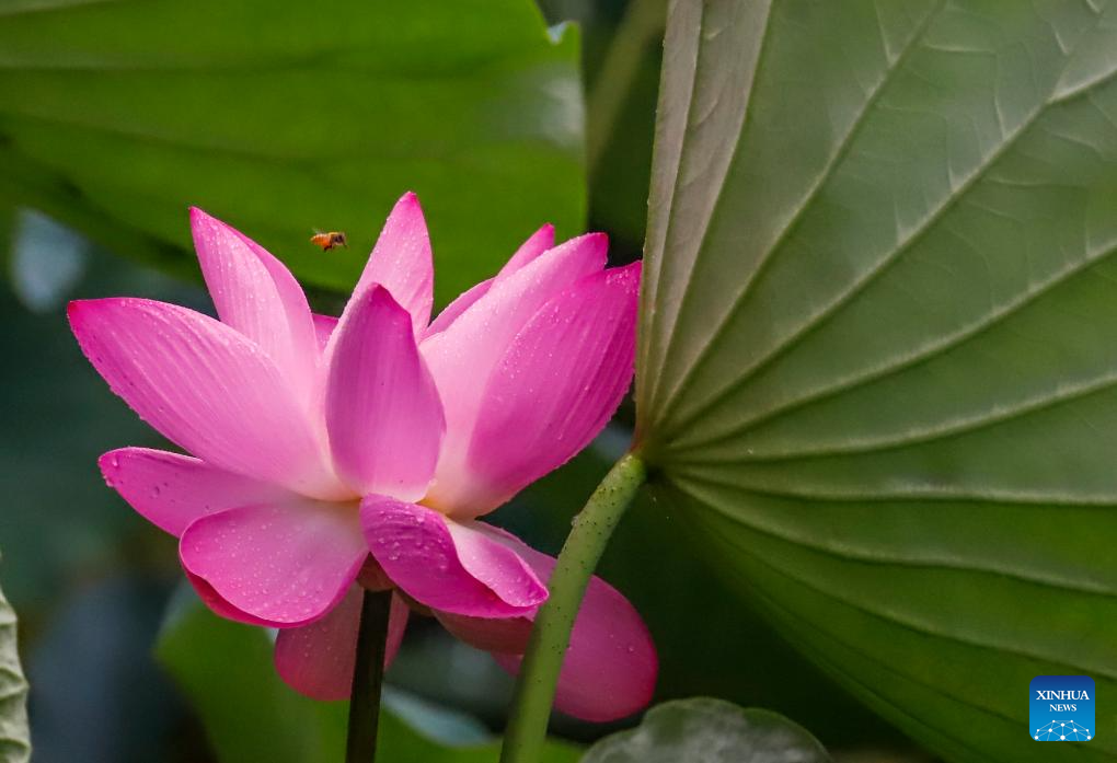 Lotus flowers bloom in ponds across China