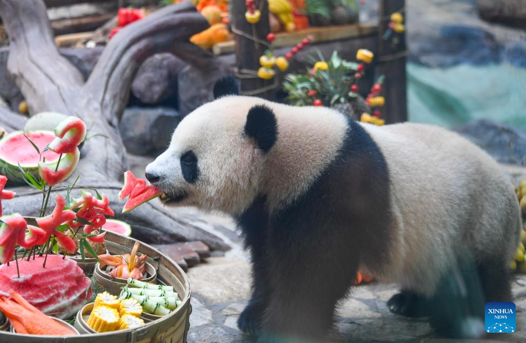 Chongqing hosts special birthday celebration for three giant pandas