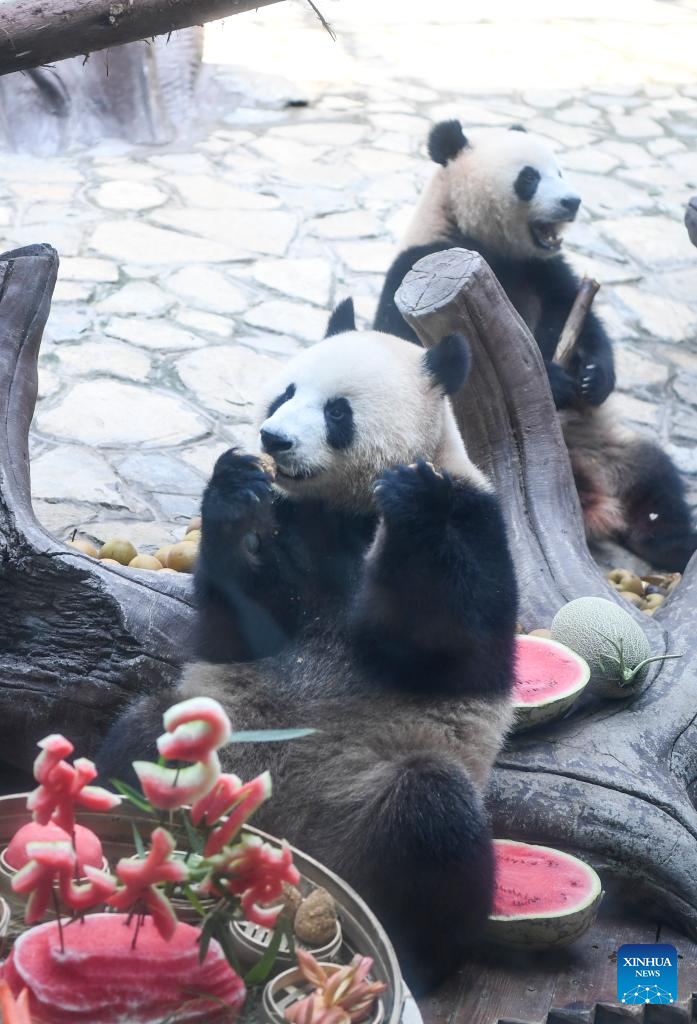 Chongqing hosts special birthday celebration for three giant pandas