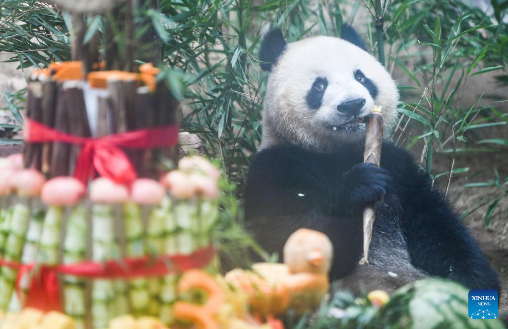 Chongqing hosts special birthday celebration for three giant pandas