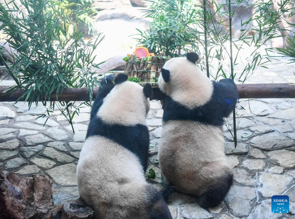 Chongqing hosts special birthday celebration for three giant pandas