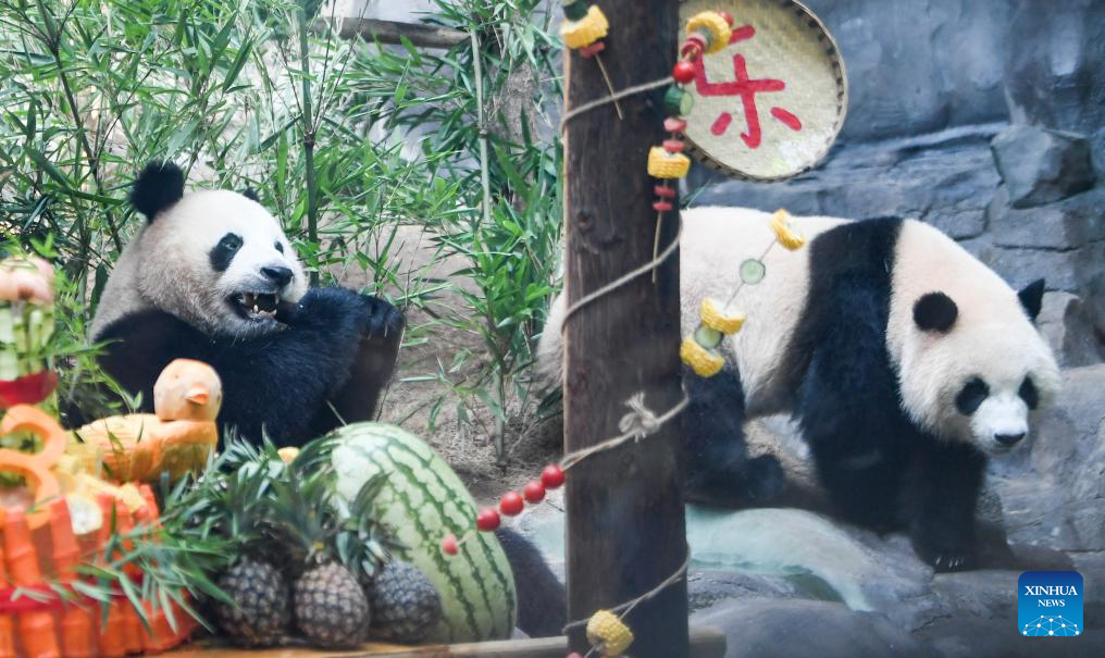 Chongqing hosts special birthday celebration for three giant pandas