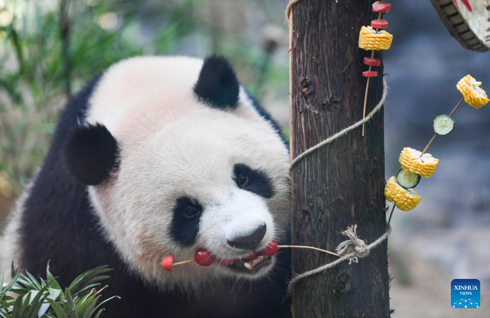 Chongqing hosts special birthday celebration for three giant pandas